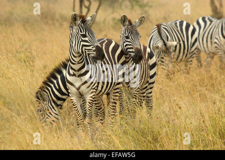 Una mandria di comune zebre, Equus quagga, pascolando nella savana Serengeti National Park, Tanzania Foto Stock