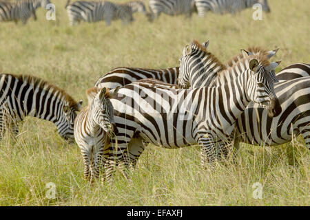 Una mandria di comune zebre, Equus quagga, con un bambino di pascolare su l'erba nel Parco Nazionale del Serengeti, Tanzania Foto Stock