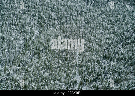 An abstract aerial view of a snowy woodland in the Peak District of England Foto Stock