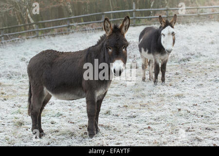 Marrone cioccolato skewbald e asini. Foto Stock