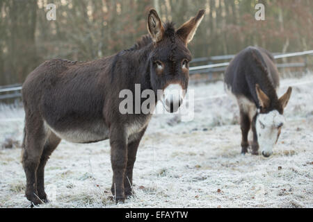 Marrone cioccolato skewbald e asini. Foto Stock