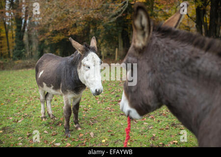 Skewbald asino. Foto Stock