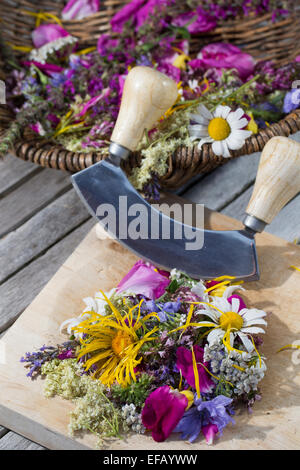 Blossoms, fiori, fiori, petali, coltello tritante culla, l'attrezzo oscillante, essbare Blüten, Blumen, Ernte, Wiegemesser, Messer Foto Stock