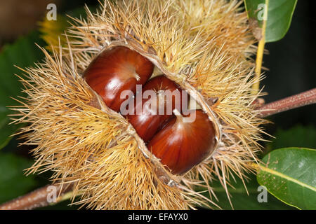 Castagno, frutta, Edelkastanie, Esskastanie, Echte Kastanie, Marone, Früchte, Castanea sativa, Châtaignier commun Foto Stock