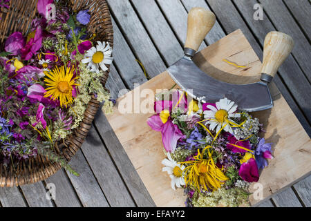 Blossoms, fiori, fiori, petali, coltello tritante culla, l'attrezzo oscillante, essbare Blüten, Blumen, Ernte, Wiegemesser, Messer Foto Stock