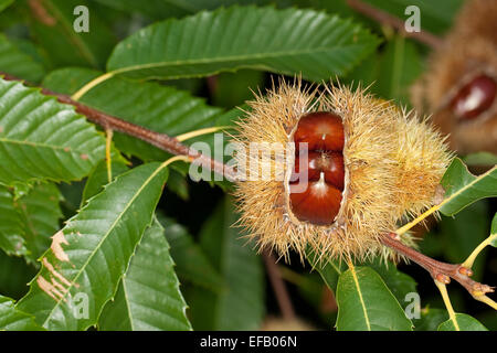 Castagno, frutta, Edelkastanie, Esskastanie, Echte Kastanie, Marone, Früchte, Castanea sativa, Châtaignier commun Foto Stock