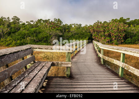 Panca su un rilievo passerella in legno nelle zone umide del Parco nazionale delle Everglades, Florida Foto Stock