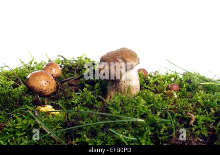 Crescendo su moss funghi porcini e funghi diversi Foto Stock