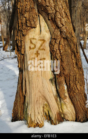 Messaggio di amore scolpiti nel tronco di albero area corteccia mancanti. Foto Stock