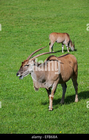 Comuni / elands meridionale / eland eland antilope (Taurotragus oryx) pascolare nei prati Foto Stock