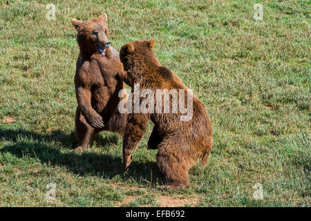 Due aggressivi eurasiatica territoriale l'orso bruno (Ursus arctos arctos) lotta mentre ritto sulle zampe posteriori Foto Stock