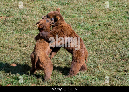 Due aggressivi eurasiatica territoriale l'orso bruno (Ursus arctos arctos) lotta mentre ritto sulle zampe posteriori Foto Stock