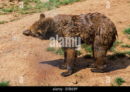Eurasian l'orso bruno (Ursus arctos arctos) agitando l'acqua dal pelo umido dopo la balneazione Foto Stock