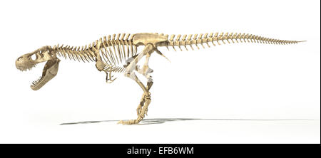 T-Rex dinosauro foto-realistica e scientificamente corretta e piena scheletro in posa dinamica, vista laterale. Su sfondo bianco Foto Stock