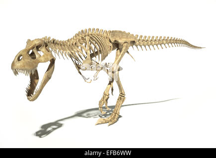 T-Rex dinosauro foto-realistica e scientificamente corretta e piena scheletro in posa dinamica, vista prospettica. Su sfondo bianco Foto Stock