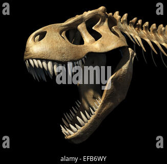 T-Rex skull close-up. Su sfondo nero. Percorso di clipping incluso. Foto Stock