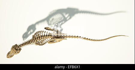 T-Rex dinosauro foto-realistica e scientificamente corretta e piena scheletro in posa dinamica, visto dall'alto. Su sfondo bianco Foto Stock