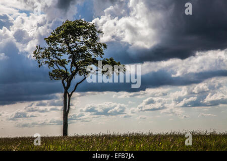 Un lone faggio (Fagus) contro un cielo tempestoso. Foto Stock