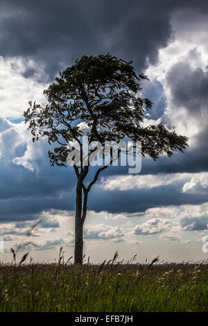 Un lone faggio (Fagus) contro un cielo tempestoso. Foto Stock