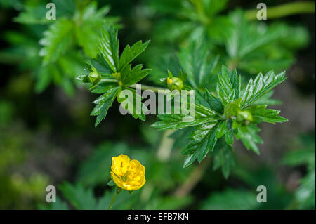 Comuni / tormentil septfoil (Potentilla erecta / Tormentilla erecta / Potentilla tormentilla) in fiore Foto Stock