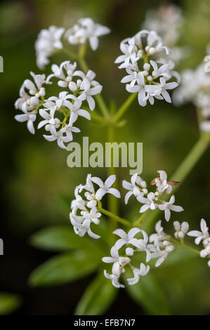 Sweet woodruff / wild bimbo di respiro / master dei boschi (Galium odoratum / asperula odorata) in fiore Foto Stock
