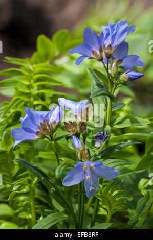 La scala di Giacobbe / Greco di Valeriano (Polemonium caeruleum) in fiore Foto Stock