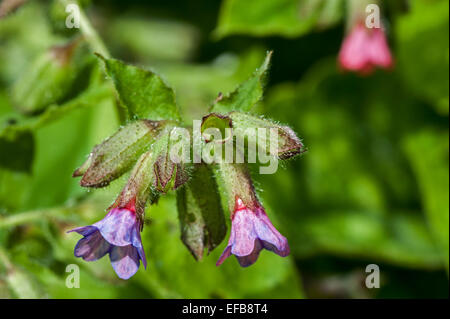 Comuni / lungwort la Madonna di gocce di latte (Pulmonaria officinalis) in fiore Foto Stock