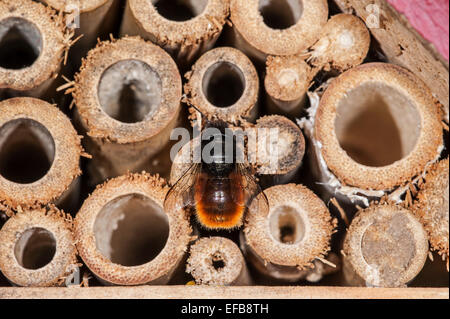 Ape Mason / builder apee / europeo di orchidea Osmia cornuta - carico di polline e nettare - nidificazione in fusto cavo in hotel di insetti per le api solitarie Foto Stock