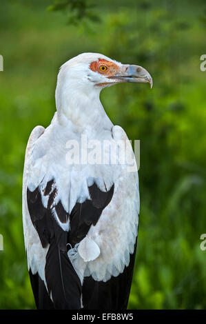 Palm-dado vulture / palm nut vulture (Gypohierax angolensis) nativa per l'Africa sub-sahariana Foto Stock