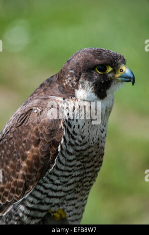 Chiusura del falco pellegrino (Falco peregrinus) Foto Stock