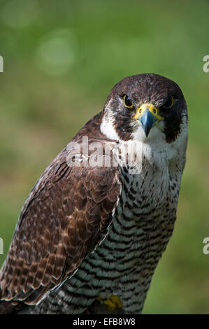 Chiusura del falco pellegrino (Falco peregrinus) Foto Stock