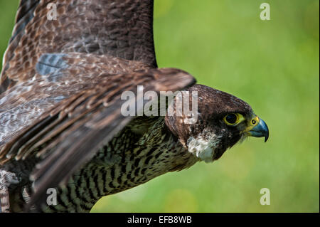 Falco pellegrino (Falco peregrinus), close up di uccelli di diffondere le ali Foto Stock