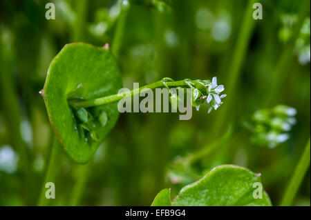 Primavera di bellezza / minatore della lattuga / inverno purslane / Indian lattuga (Claytonia perfoliata / Montia perfoliata) nativo per gli Stati Uniti Foto Stock