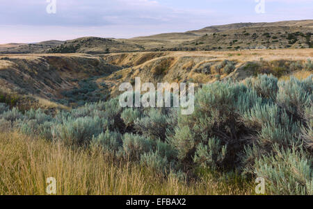 Il paesaggio aspro della boccola di terra e ondulazioni di prateria vicino a Billings all'alba, Montana, USA. Foto Stock