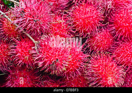 Rambutan Display di frutta per vendere su piccola strada In Malwana Foto Stock