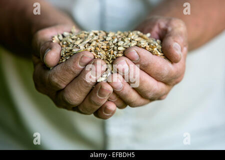 L'agricoltore che detiene manciata di raccolti di frumento, close up Foto Stock