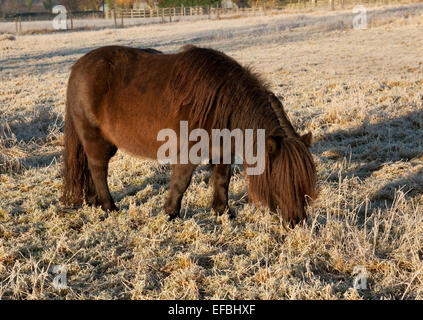 Un pony pascolano in un campo di pupazzo di neve Foto Stock