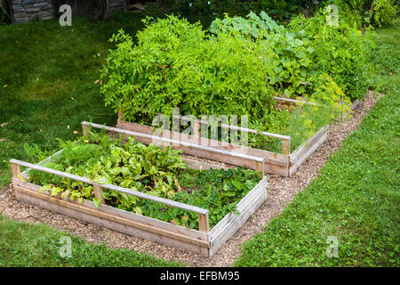 Tre sollevato letti orto la coltivazione di verdure fresche in un cortile Foto Stock