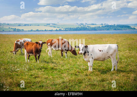 Mandria di vacche Ayrshire pascolare nel campo di fattoria a Prince Edward Island, Canada. Foto Stock