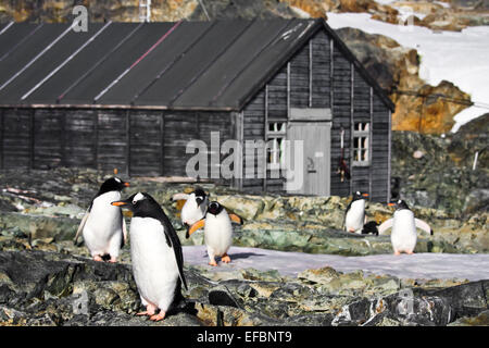 I pinguini in Antartide Foto Stock