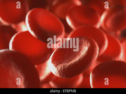 Le cellule rosse del sangue in movimento in vasi sanguigni con profondità di campo. Foto Stock