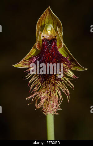 Barba viola Orchidea. Foto Stock