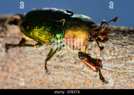 Golden Stag Beetle. Foto Stock