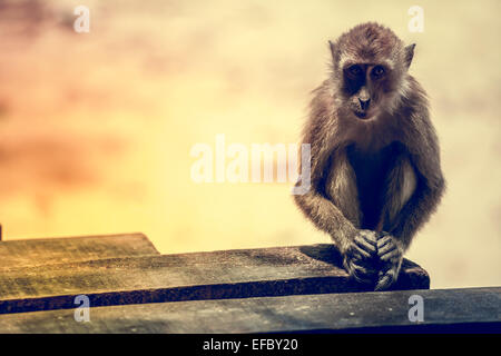 Ritratto della scimmia triste. Foto Stock