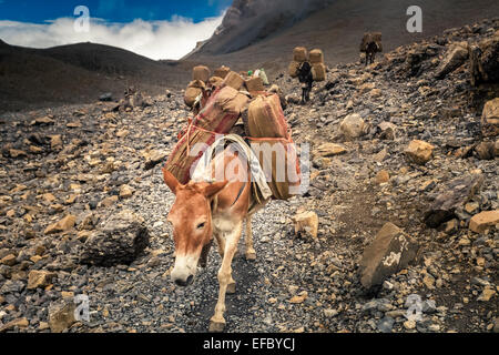 Donkey caravan in Nepa Foto Stock