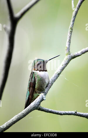 Maschio di ruby throated hummingbird appollaiato su un ramo in estate. Foto Stock