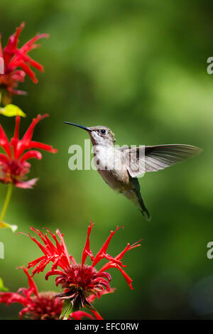 Ruby throated hummingbird hovering vicino a fiori di colore rosso nel giardino estivo. Foto Stock