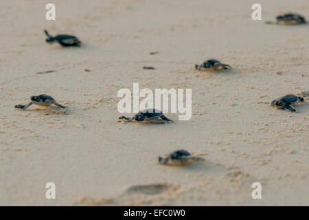 Tartarughe di mare verdi di recente covata (Chelonia mydas) che si dirigono verso il mare mentre strisciare dopo essere stati rilasciati sulla spiaggia sull'isola di Sangalaki. Foto Stock