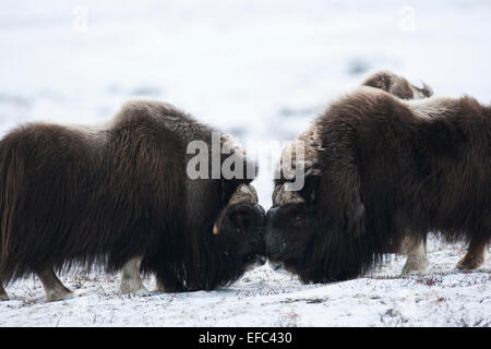 Muskoxen combattimenti Foto Stock