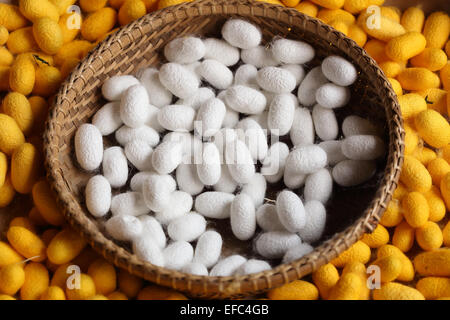 Giallo e Bianco silkworm cocoon in azienda Foto Stock